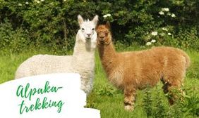 Alpakas auf der Wiese