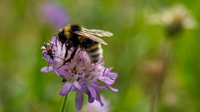Eine Biene und ein Käfer gemeinsam auf einer lila Blüte.