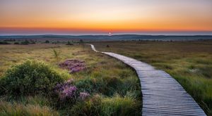 Holzsteg führt durch eine weite, grüne Landschaft mit blühenden Pflanzen, bei Sonnenuntergang.