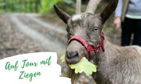 Ziege mit Blatt im Mund