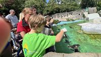 Jugendlicher der DWJ beim Pinguinfuettern