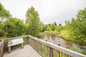 Aussicht von einer Holzplattform auf eine grüne Landschaft mit einem kleinen Gewässer und umgebenden Bäumen.