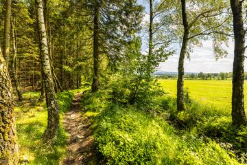 Waldweg zwischen Bäumen mit grünem Gras und Sträuchern, im Hintergrund ein offenes Feld unter blauem Himmel.