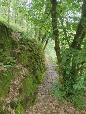 Ein schmaler Wanderweg, umgeben von moosbedeckten Felsen und grünen Bäumen, in einem Waldgebiet.